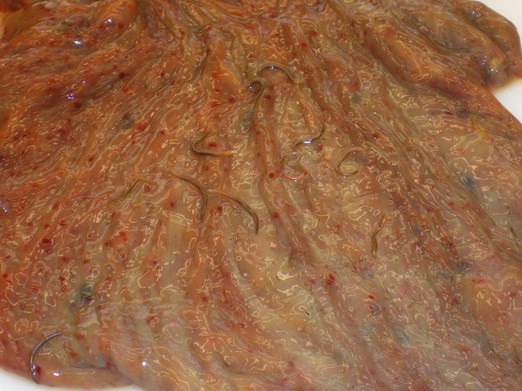 Kleine Strongyliden im Dickdarm (Dr. Pöhle LUA Dresden)